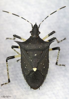Black Stink Bug Proxys punctulatus