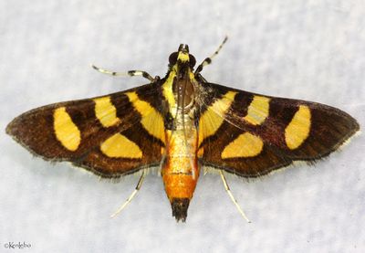 Orange-spotted Flower Moth Syngamia florella #5284