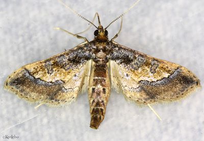 Ornate Hydriris Hydriris ornatalis #5127