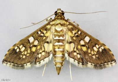 Stained-glass Moth Samea castellalis #5150