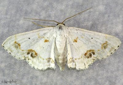 Small Frosted Wave Scopula lautaria #7149