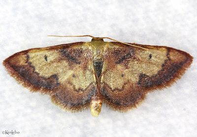 Red-Bordered Wave Idaea demissaria #7114