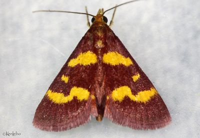 Coffee-loving Pyrausta Pyrausta tyralis #5069