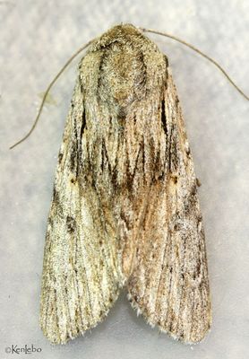 Gray-streaked Armyworm Moth Spodoptera albula #9673