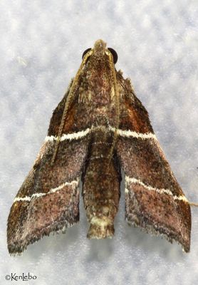 Amazon Queen Moth Penthesilea difficilis #5554