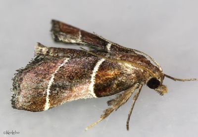 Amazon Queen Moth Penthesilea difficilis #5554?jpg