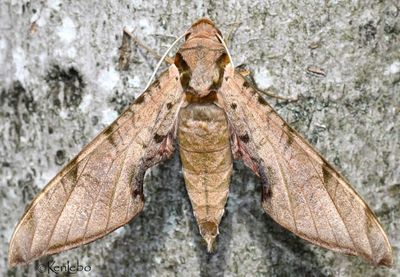Streaked Sphinx Protambulyx strigilis #7818