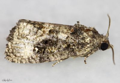 Dotted Gymnandrosoma Moth Gymnandrosoma punctidiscanum #3495