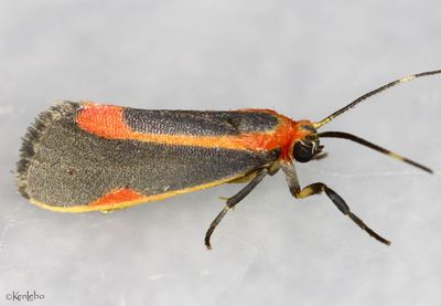Subject Lichen Moth Cisthene subjecta #8071