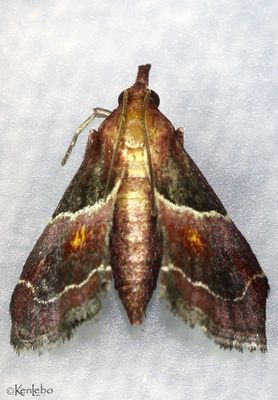 Penthesilea sacculalis #5555