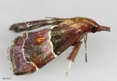 Penthesilea sacculalis #5555