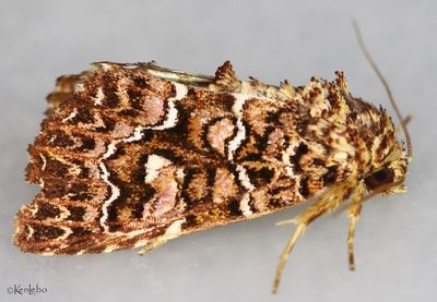 Granitose Fern Moth Callopistria granitosa #9632