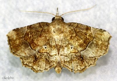 Decorated Owlet Pangrapta decoralis #8490