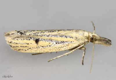 Coenochroa bipunctella #6041