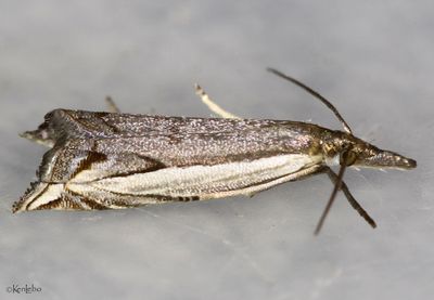 Diminutive Grass-veneer Raphiptera argillaceellus #5393