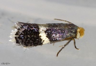 Stigmella myricafoliella #0094