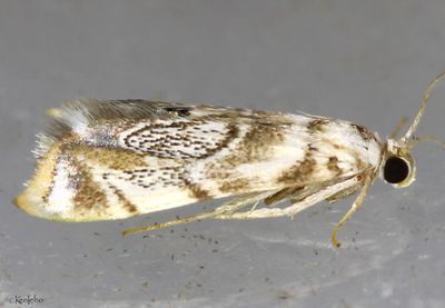 Eoparargyractis irroratalis #4785