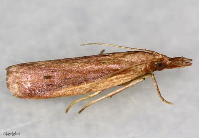 Peoria roseotinctella #6049
