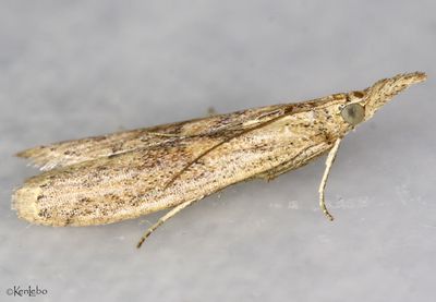 Alligatorweed Stemborer Macrorrhinia endonephele #5913