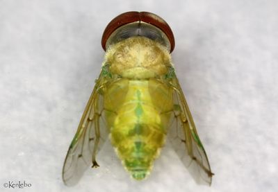 Chlorotabanus crepuscularis