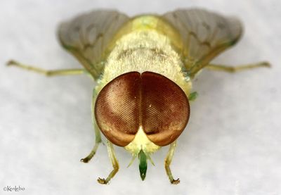 Chlorotabanus crepuscularis