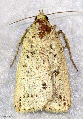 Janseodes melanospila #8561