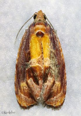 Zomaria rosaochreana #2751