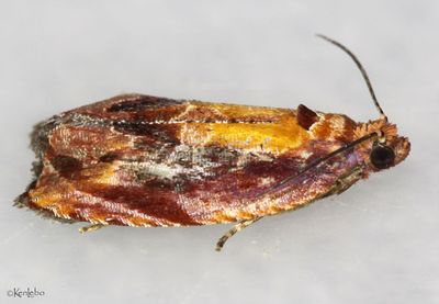 Zomaria rosaochreana #2751