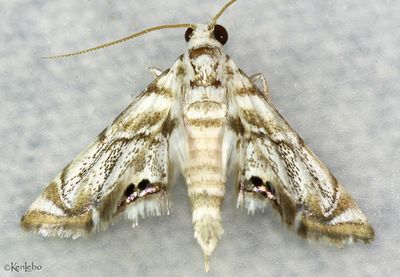 Eoparargyractis irroratalis #4785