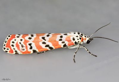 Ornate Bella Moth Utetheisa ornatrix #8105