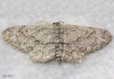 Idaea violacearia #7120