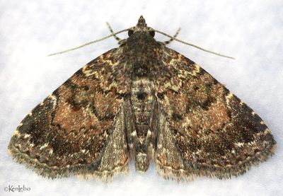 Richards' Fungus Moth Metalectra richards #8505