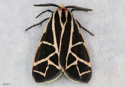 Apantesis placentia #8191