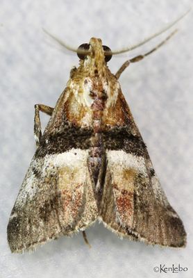 Pine Webworm Pococera robustella #5595
