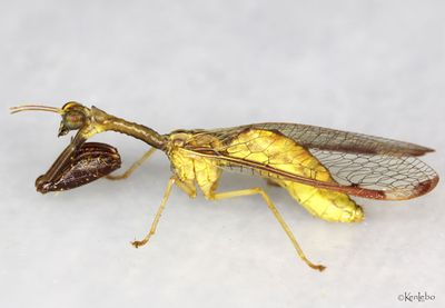 Mantid Lacewing Dicromantispa interrupta