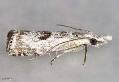 Elegant Grass-veneer Microcrambus elegans #5420