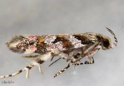 Aristotelia pudibundella #1756