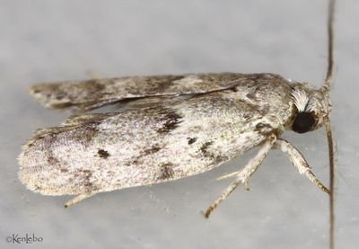 Dotted Anteotricha Moth Antaeotricha humilis #1019