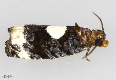 Olethreutes devotana #2857