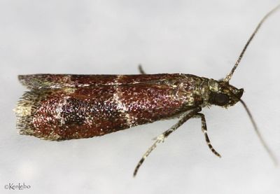 Varneria atrifasciella #6030