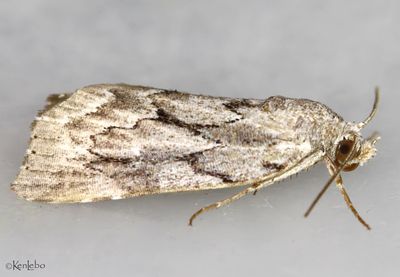 Cutina albopunctella #8728