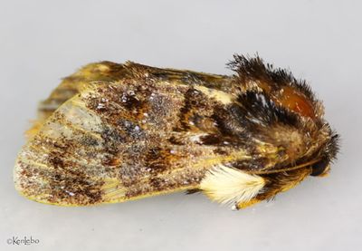 Hag [Monkey Slug] Moth Phobetron pithecium #4677