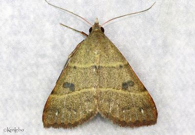 Black-dotted Hemeroplanis Hemeroplanis habitalis #8471