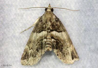 Distinguished Cypress Owlet Cutina distincta #8729