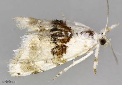 Lipocosma sicalis #4881