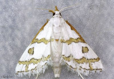 Leptosteges flavicostella #5301