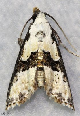 Thin-winged Owlet Nigetia formosalis #8440
