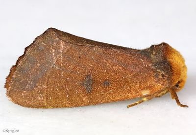 Datana modesta #7910