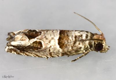 Sonia paraplesiana #3218.1