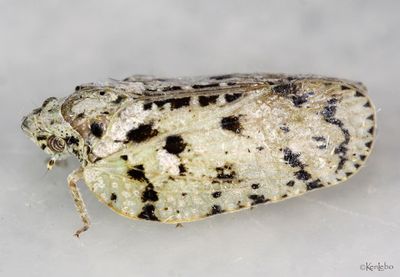 Flatoidinus punctatus